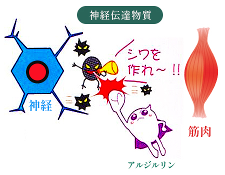 アルジルリンでハリとシワ対策