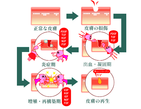 お肌の再生のイメージ
